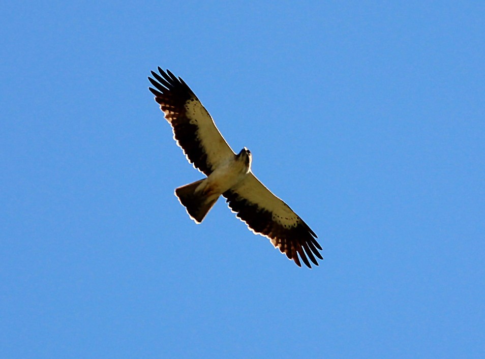 Küçük Kartal