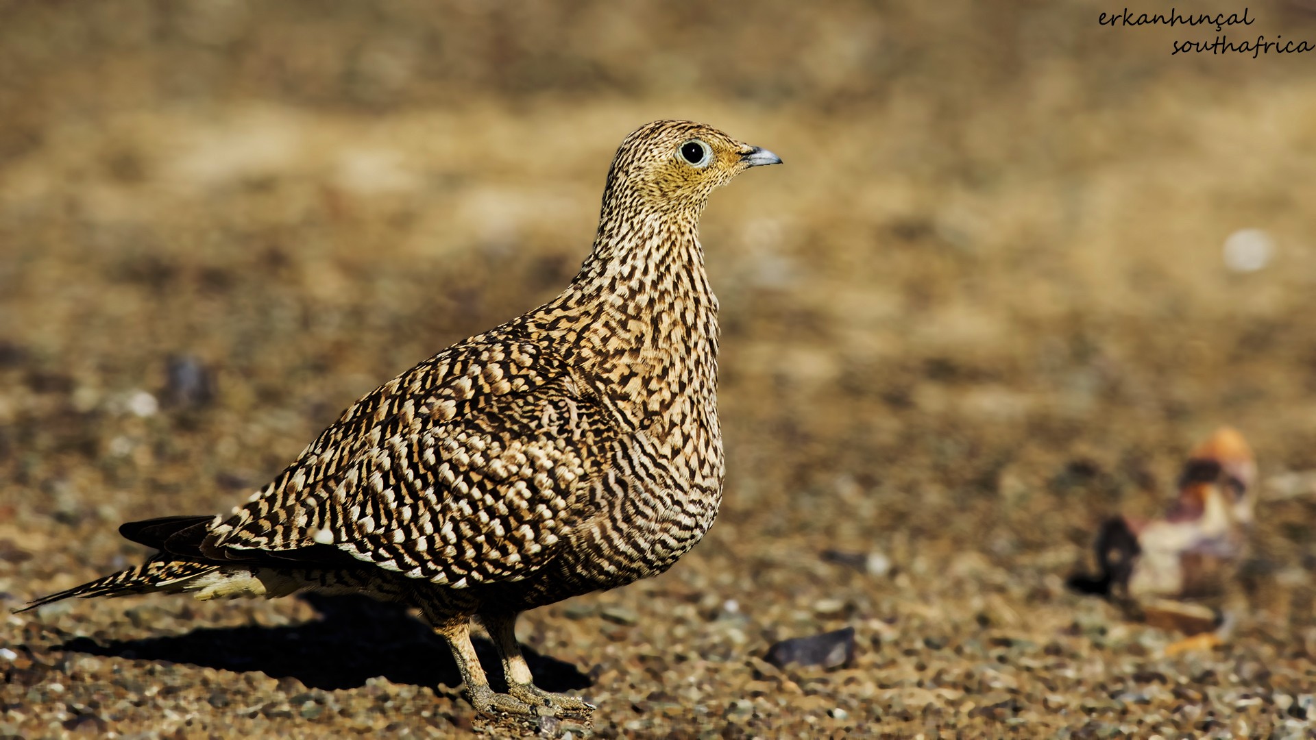 Namaqua Sandgrouse