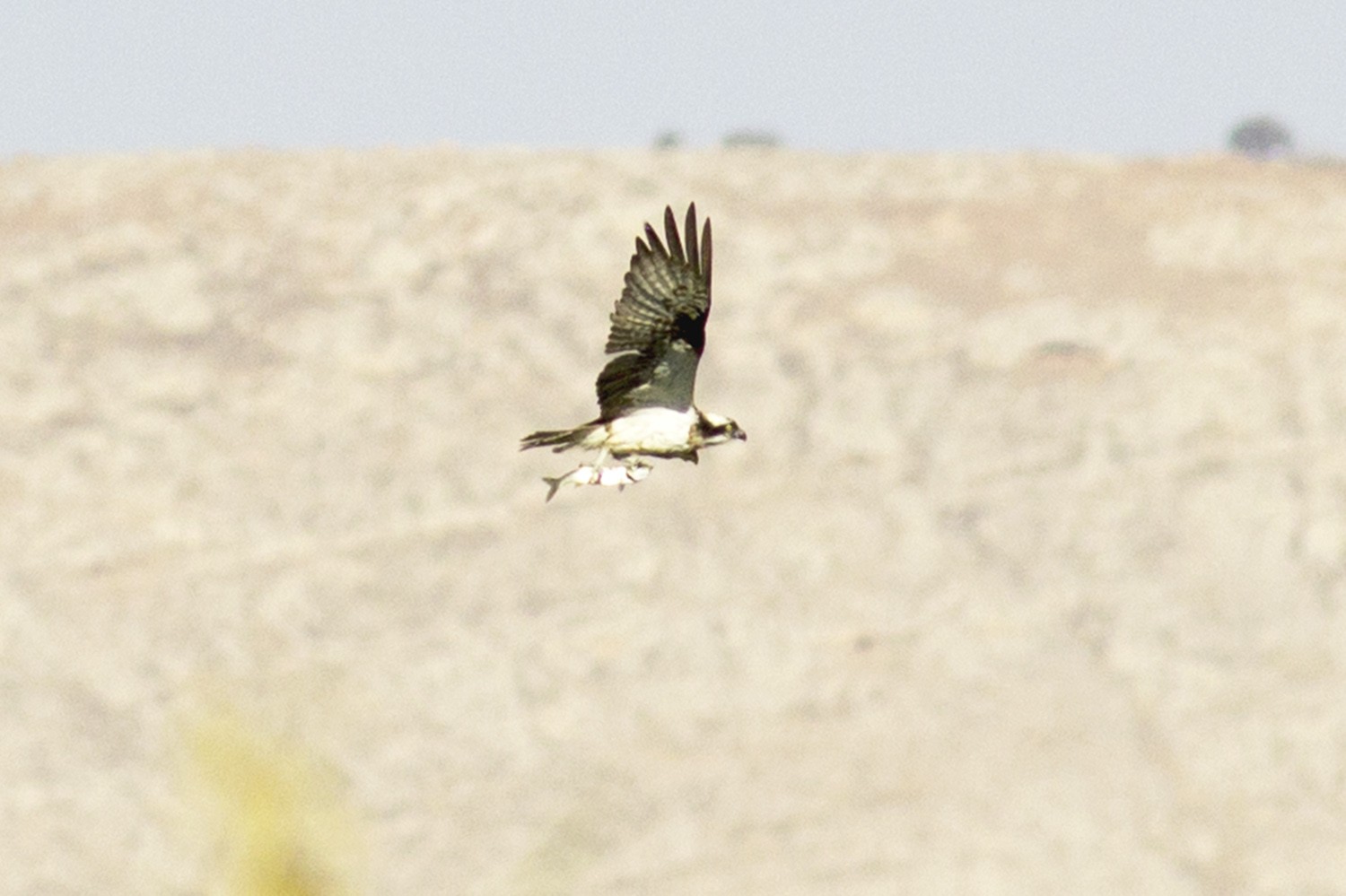 Balık kartalı