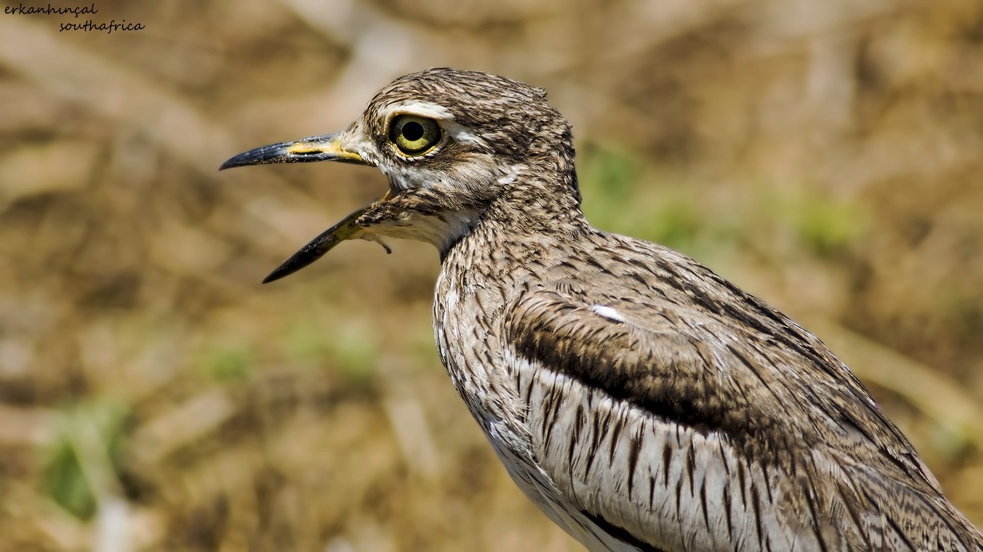 Water Thick-knee