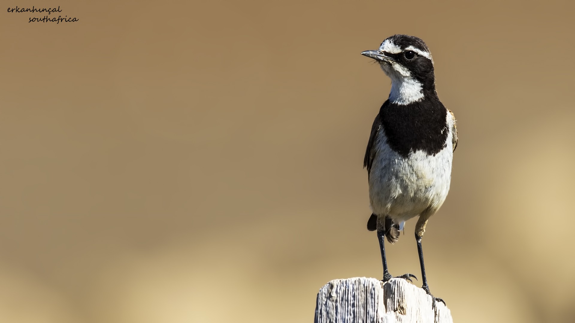 Capped Wheatear