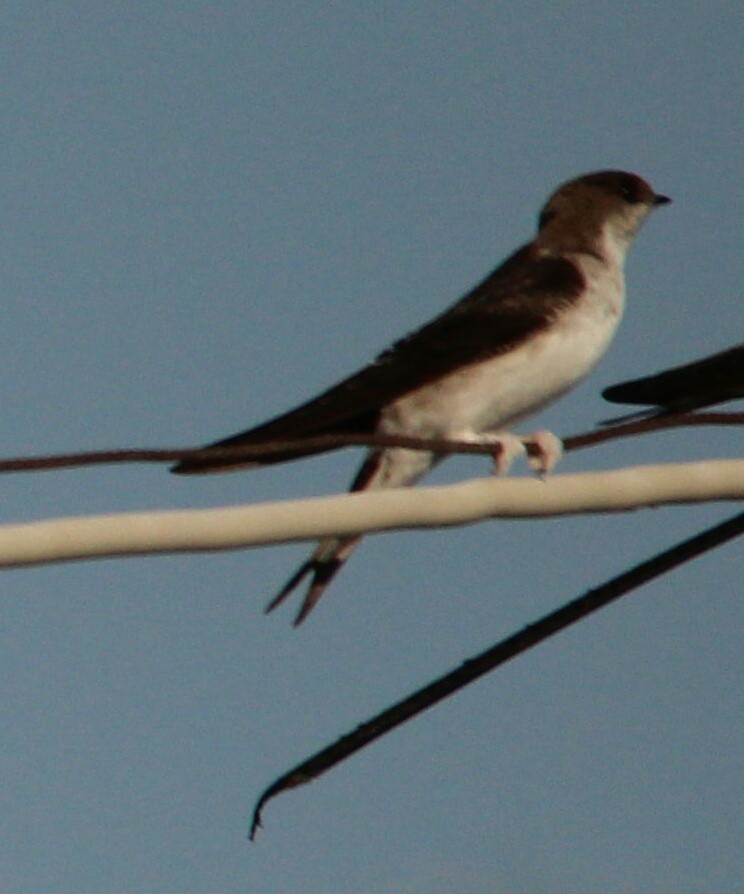 Ev Kırlangıcı