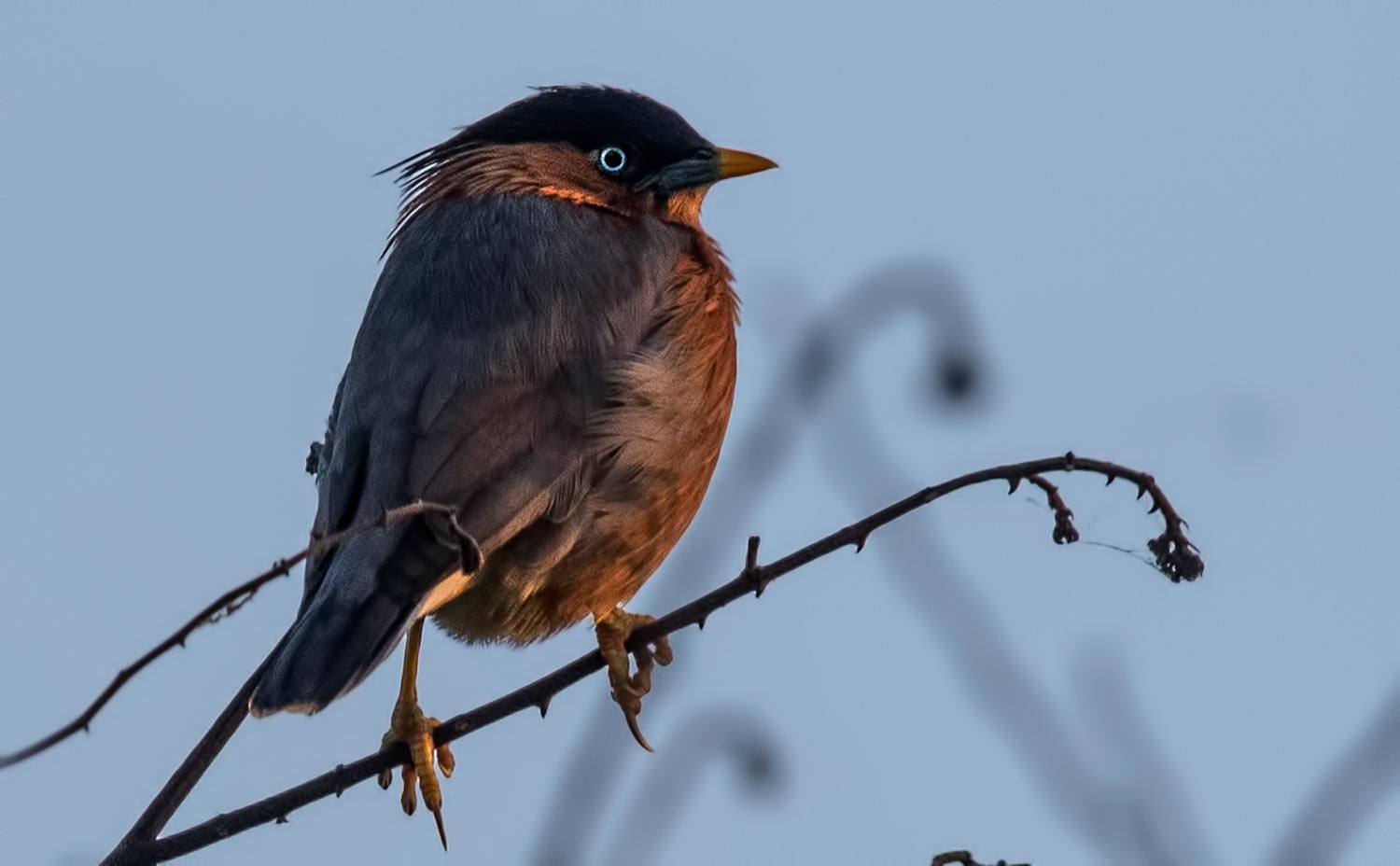 Brahminy Starling