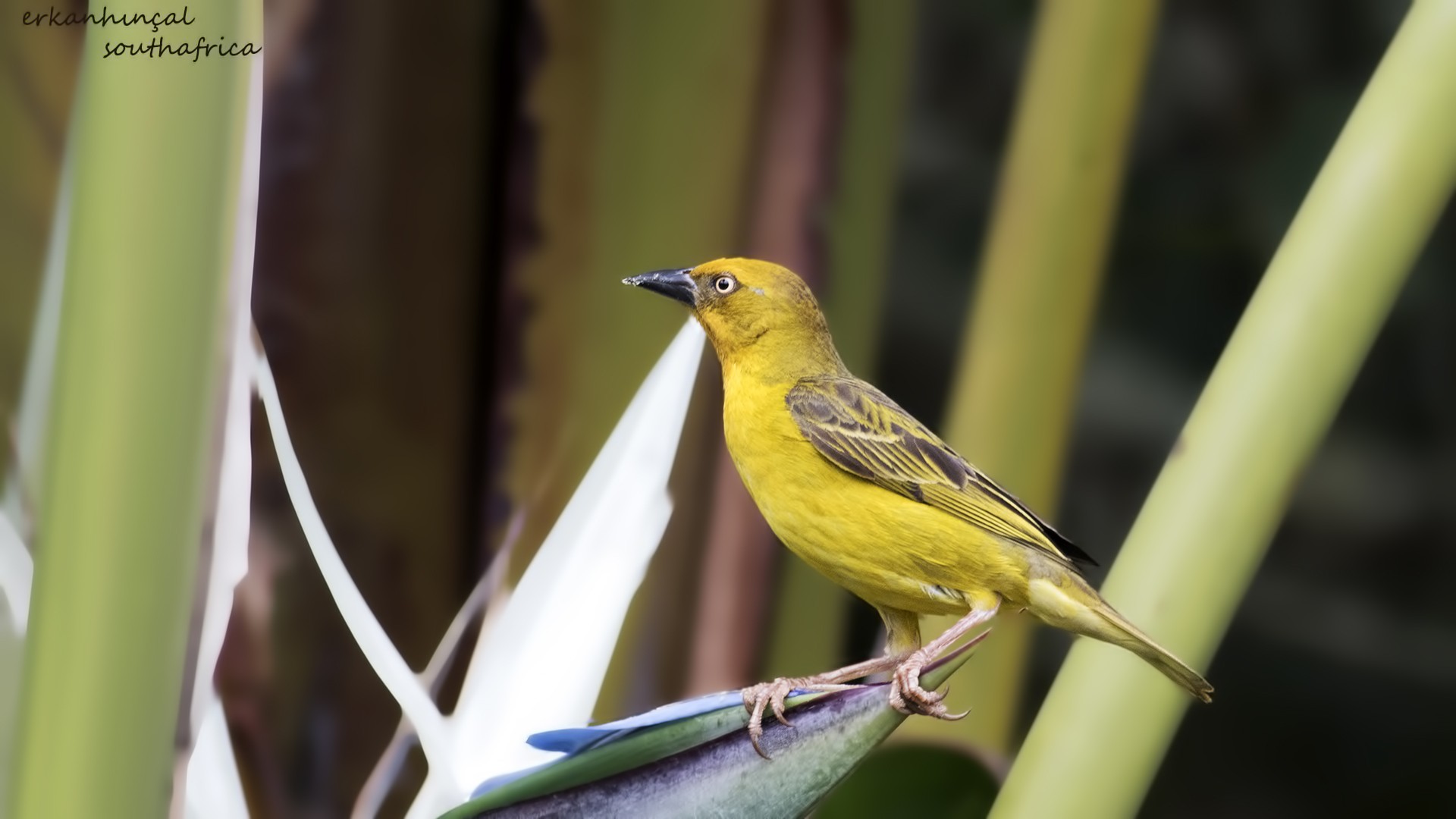 Spectacled Weaver