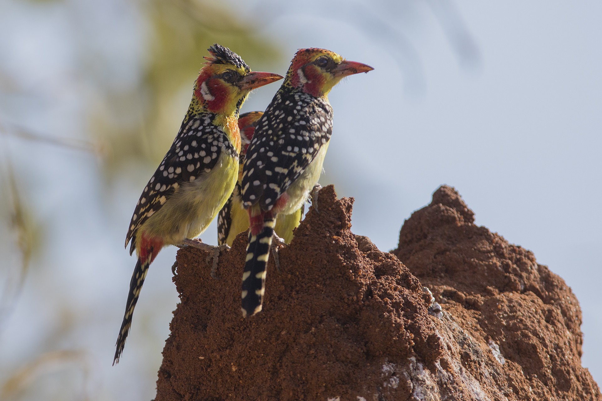 Red-and-yellow Barbet
