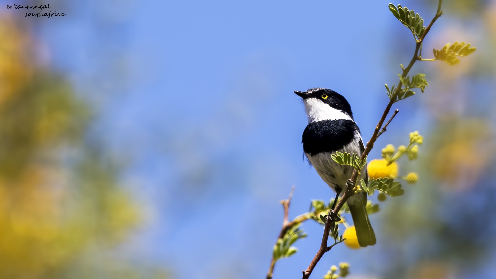 Pririt Batis