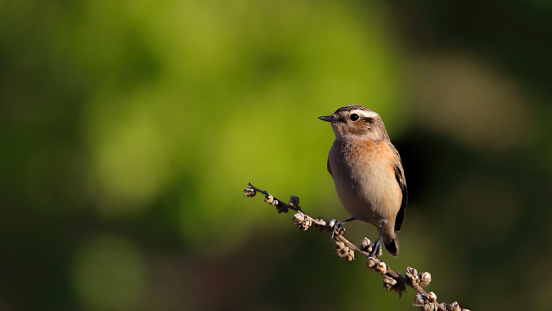 Çayır taşkuşu