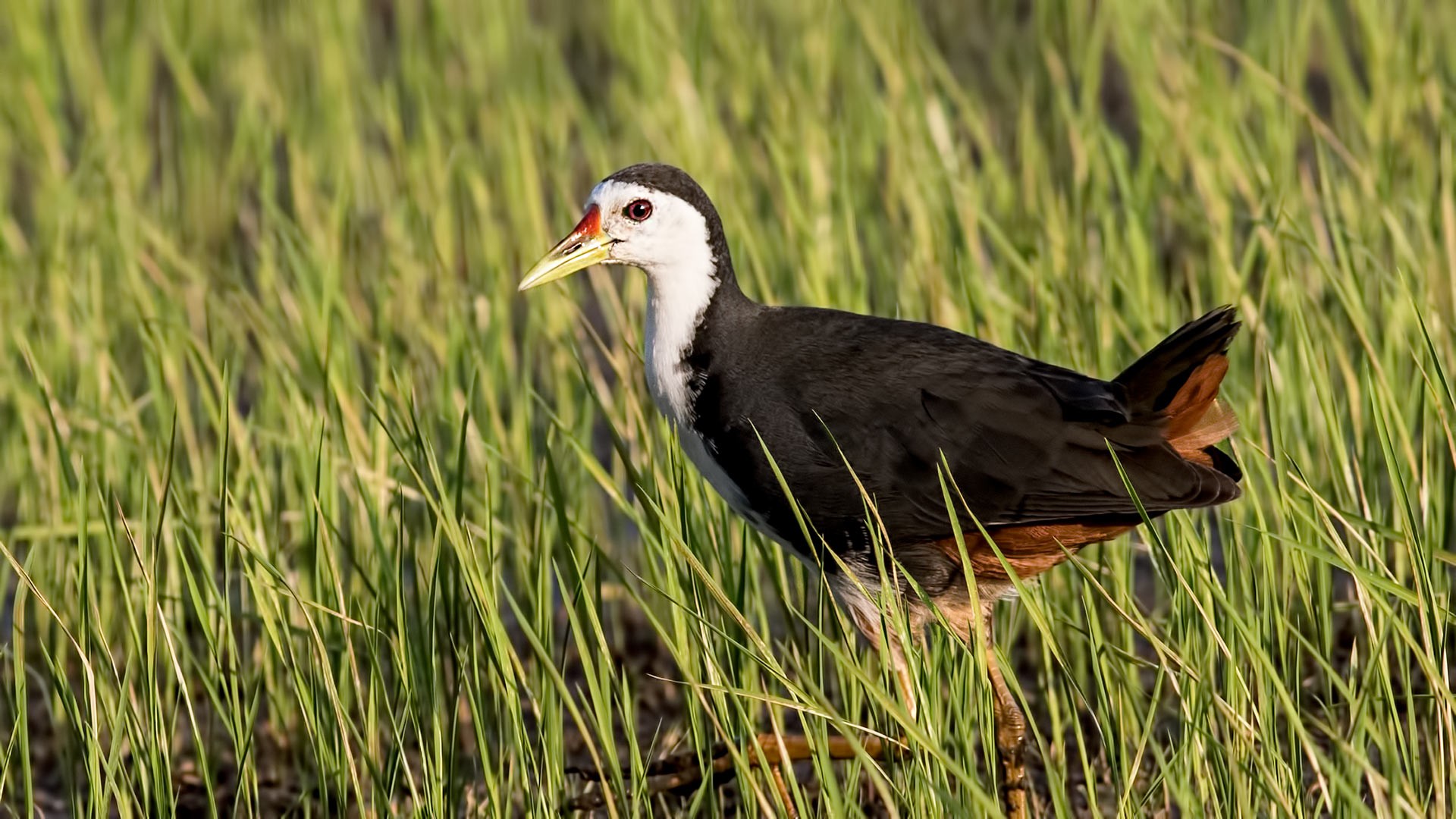 White-breasted Waterhen