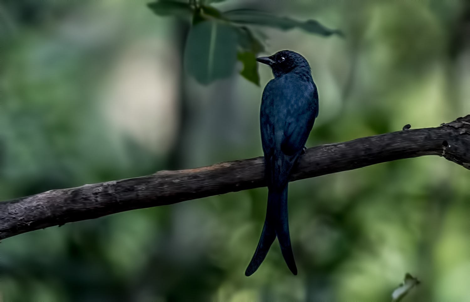 Ashy Drongo