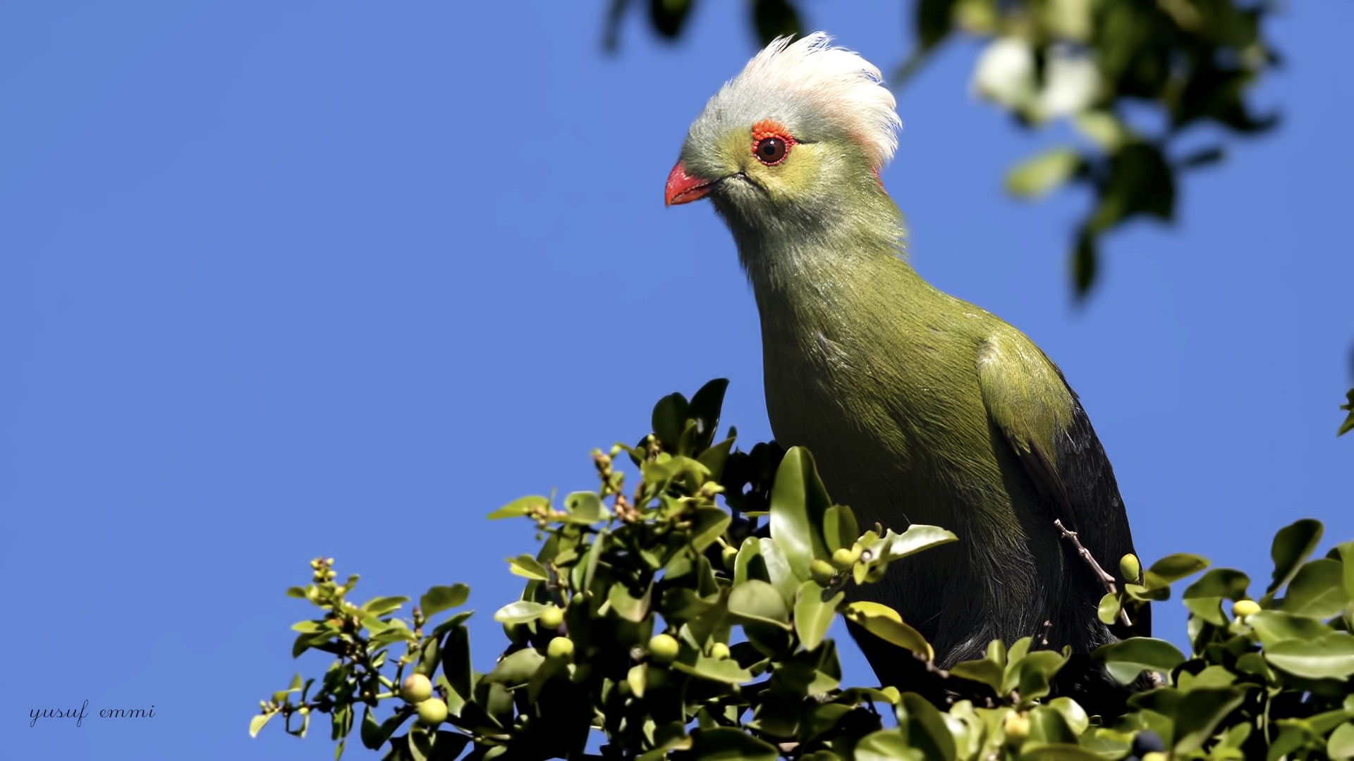 Ruspoli's Turaco