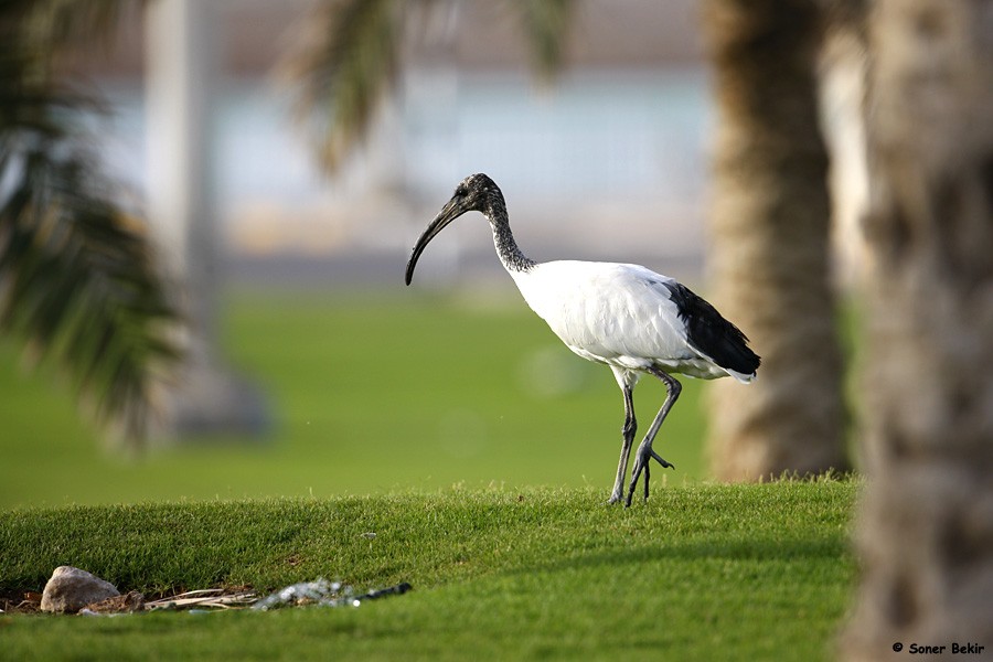 African Sacred Ibis