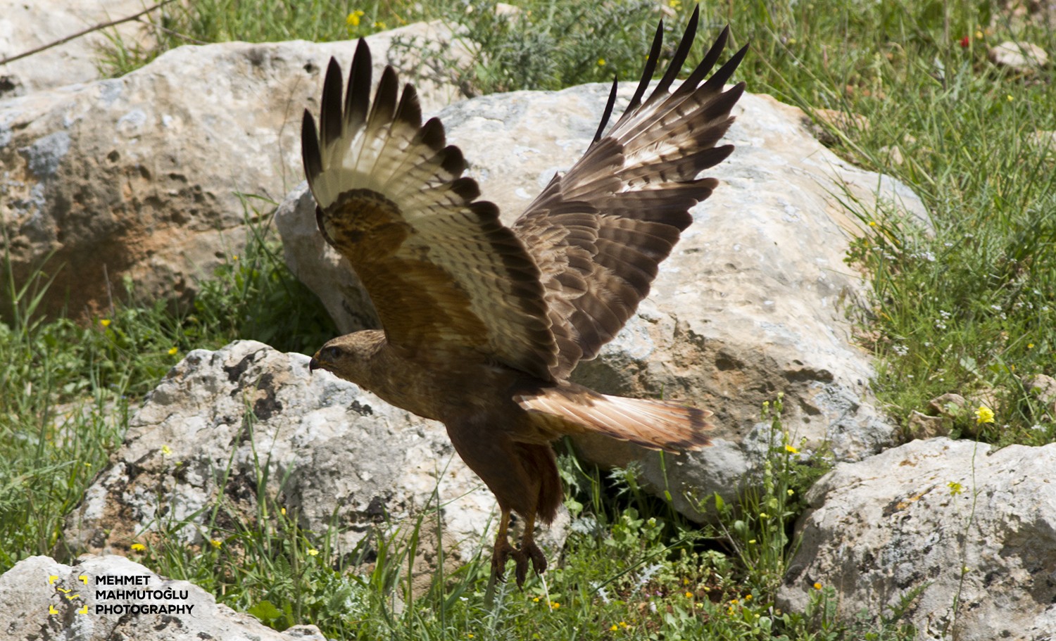 Şahin