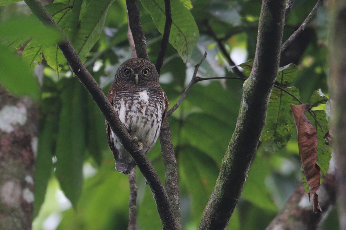 Chestnut-backed Owlet
