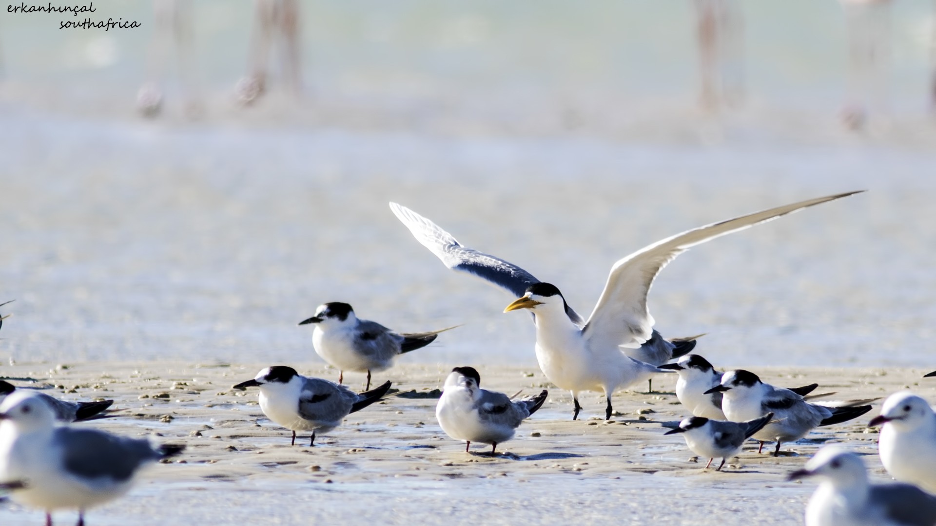 Greater Crested Tern