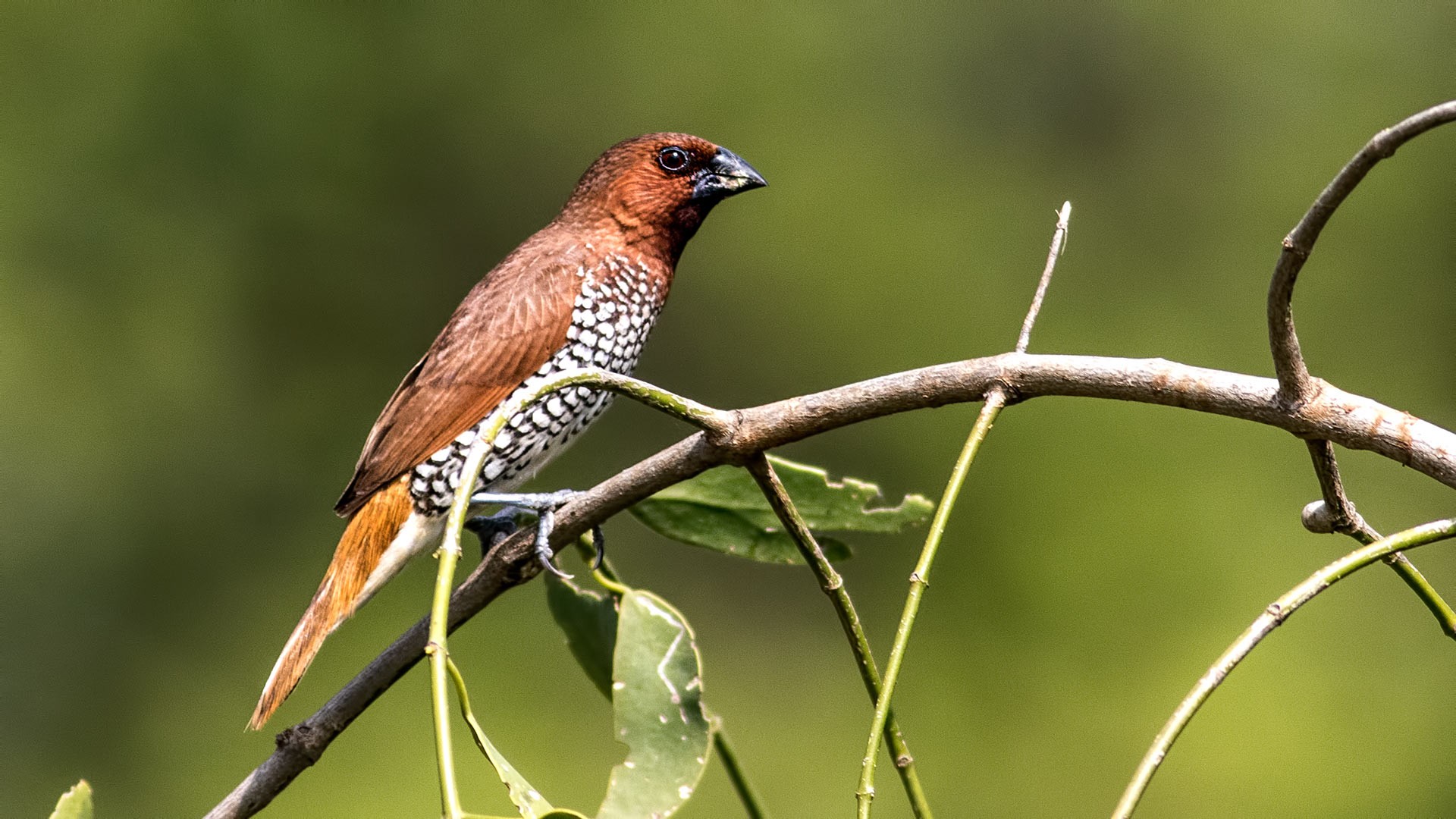 Scaly-breasted Munia