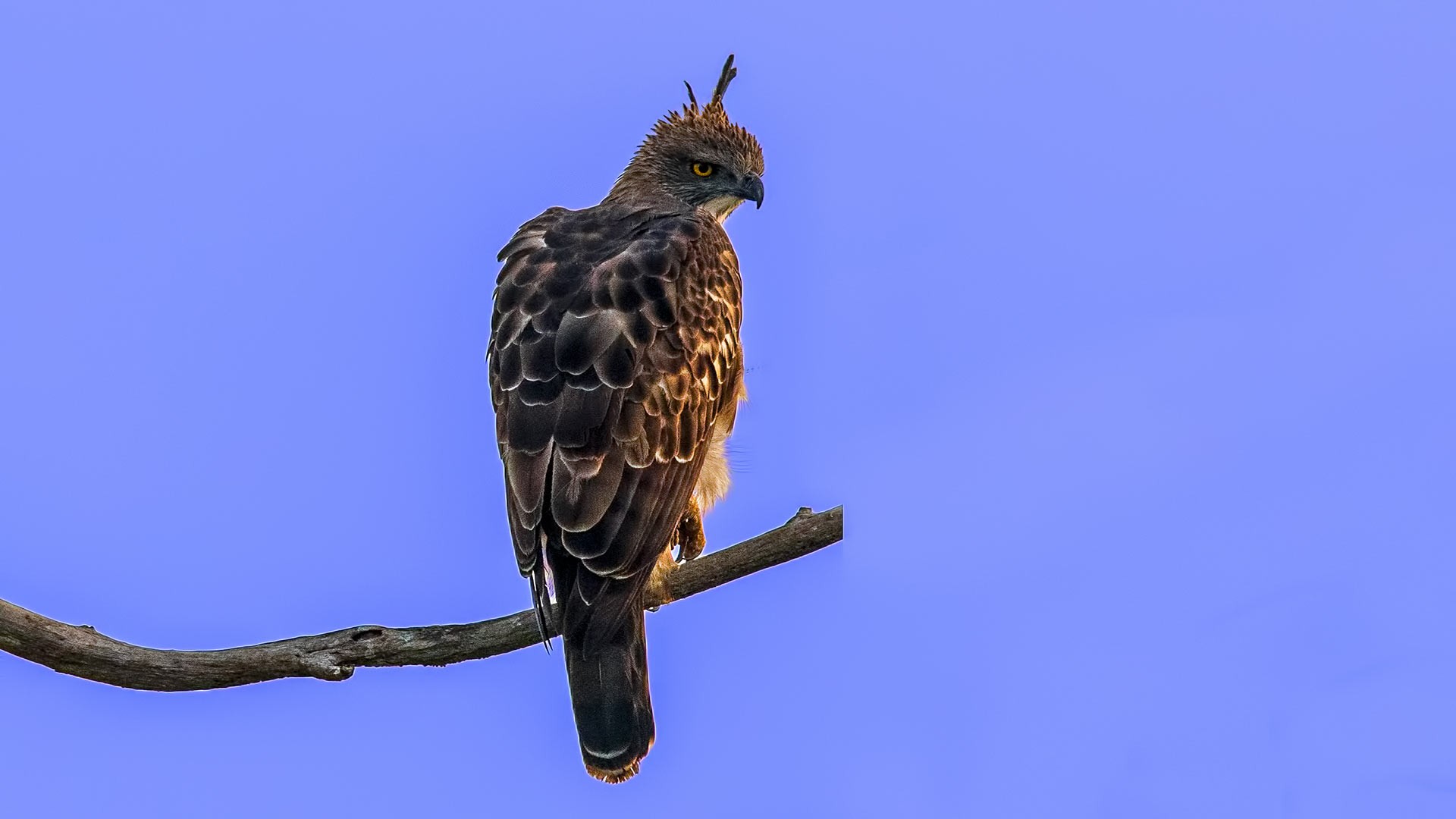 Changeable Hawk-eagle