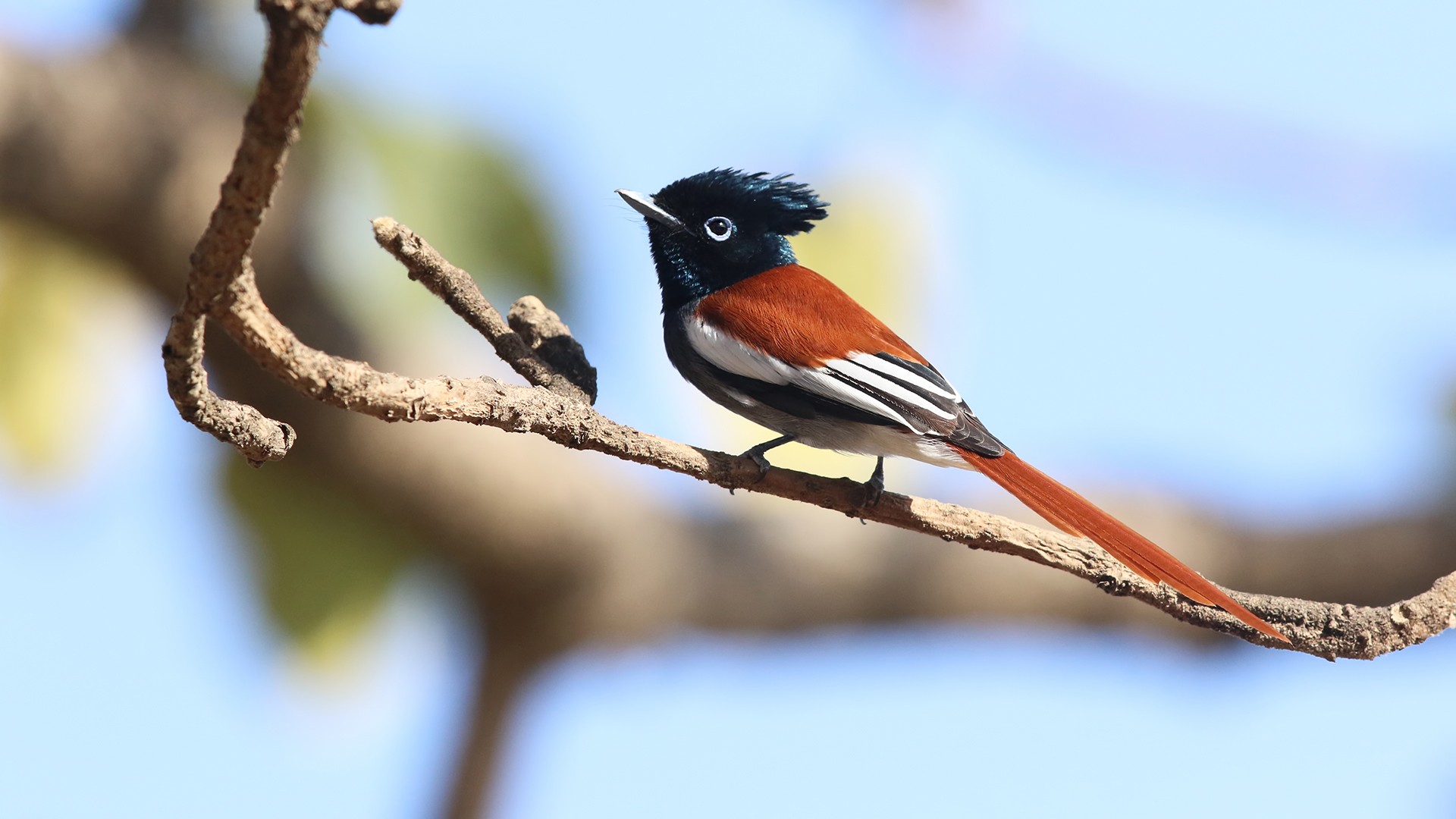 African Paradise-flycatcher