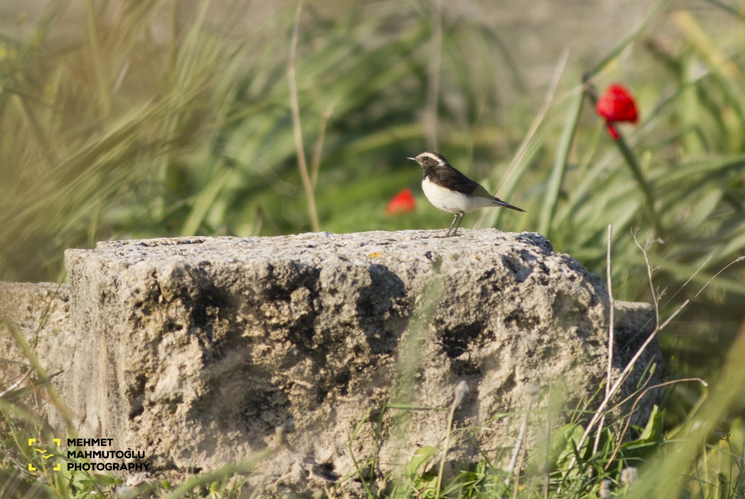 Kıbrıs Kuyrukkakanı
