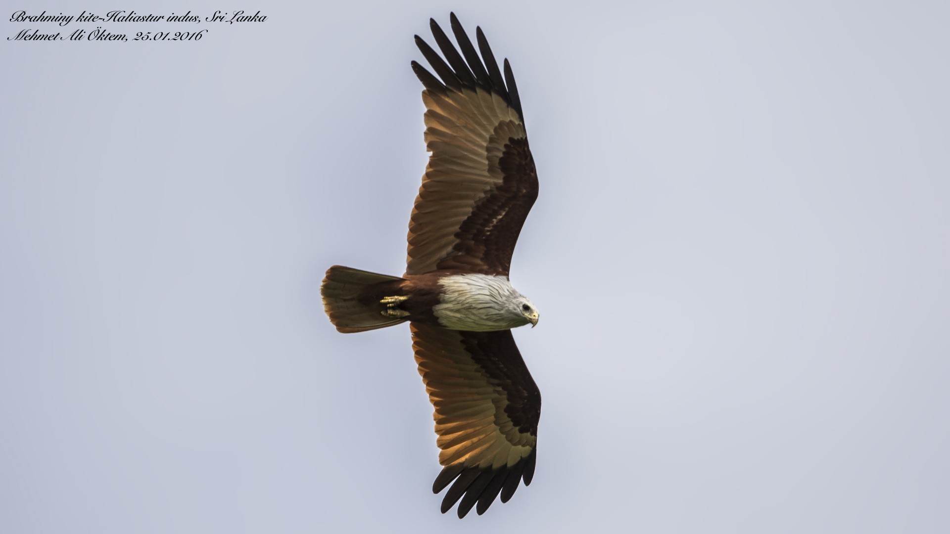 Brahminy Kite