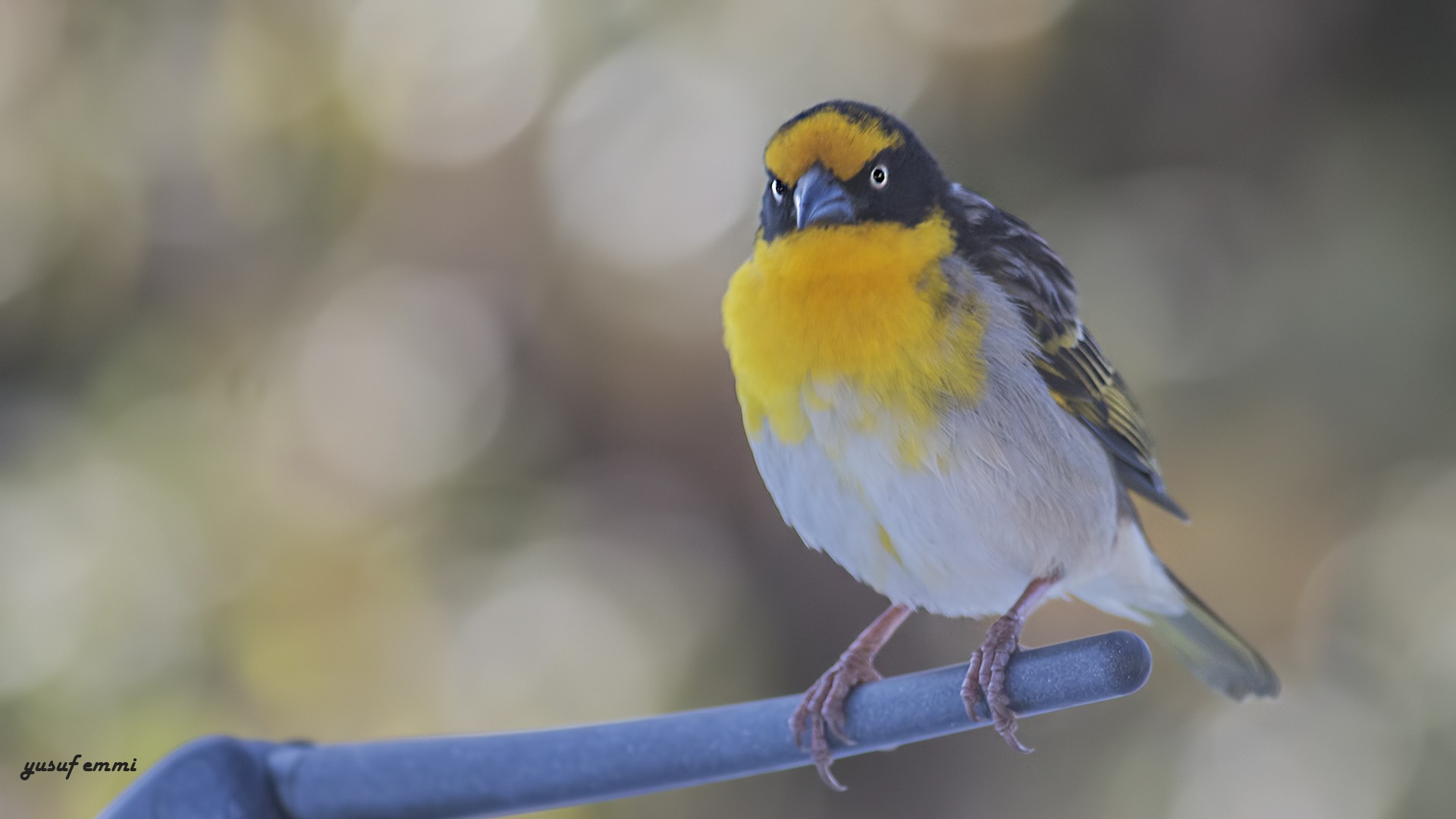 Baglafecht Weaver