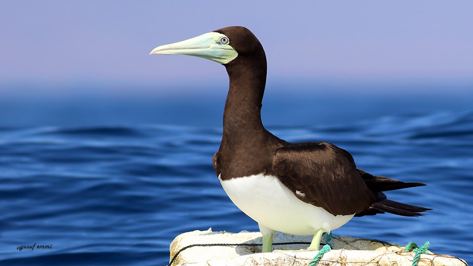 Brown Booby