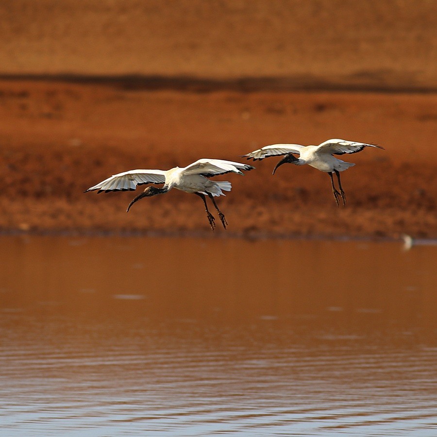 African Sacred Ibis