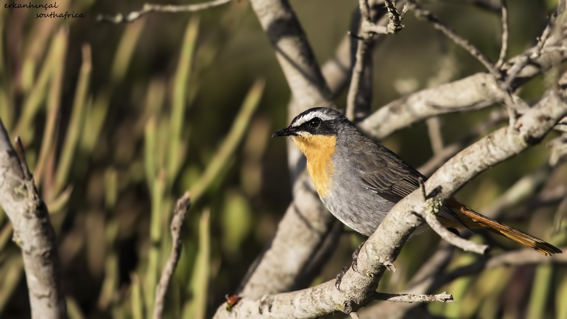 Cape Robin-chat