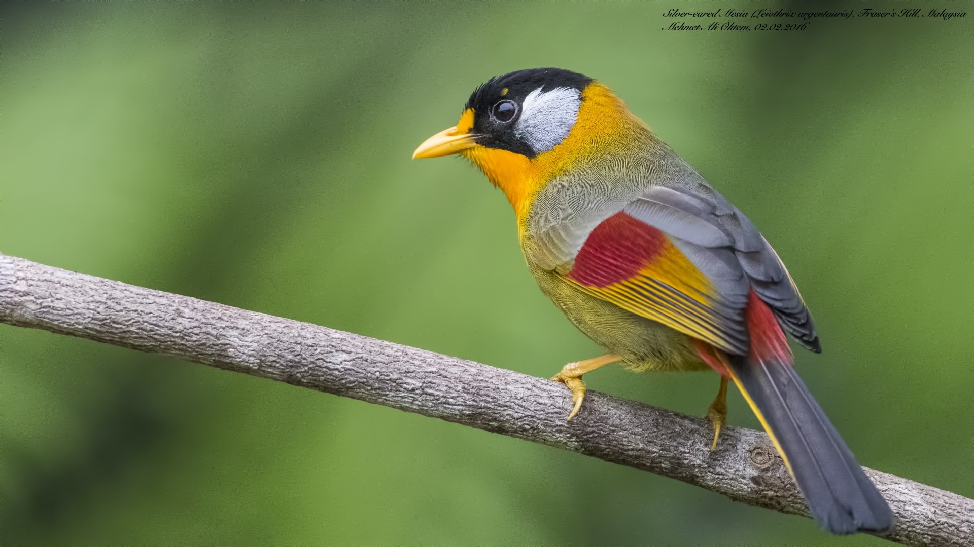 Silver-eared Mesia
