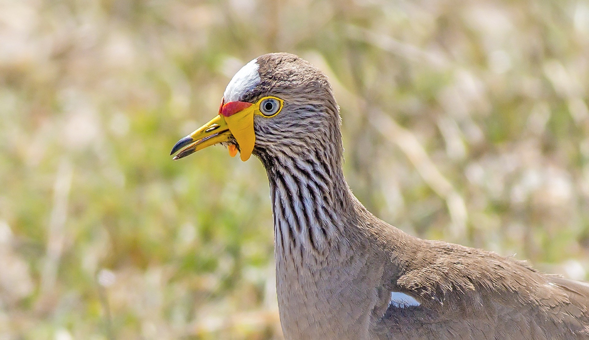 Wattled Lapwing