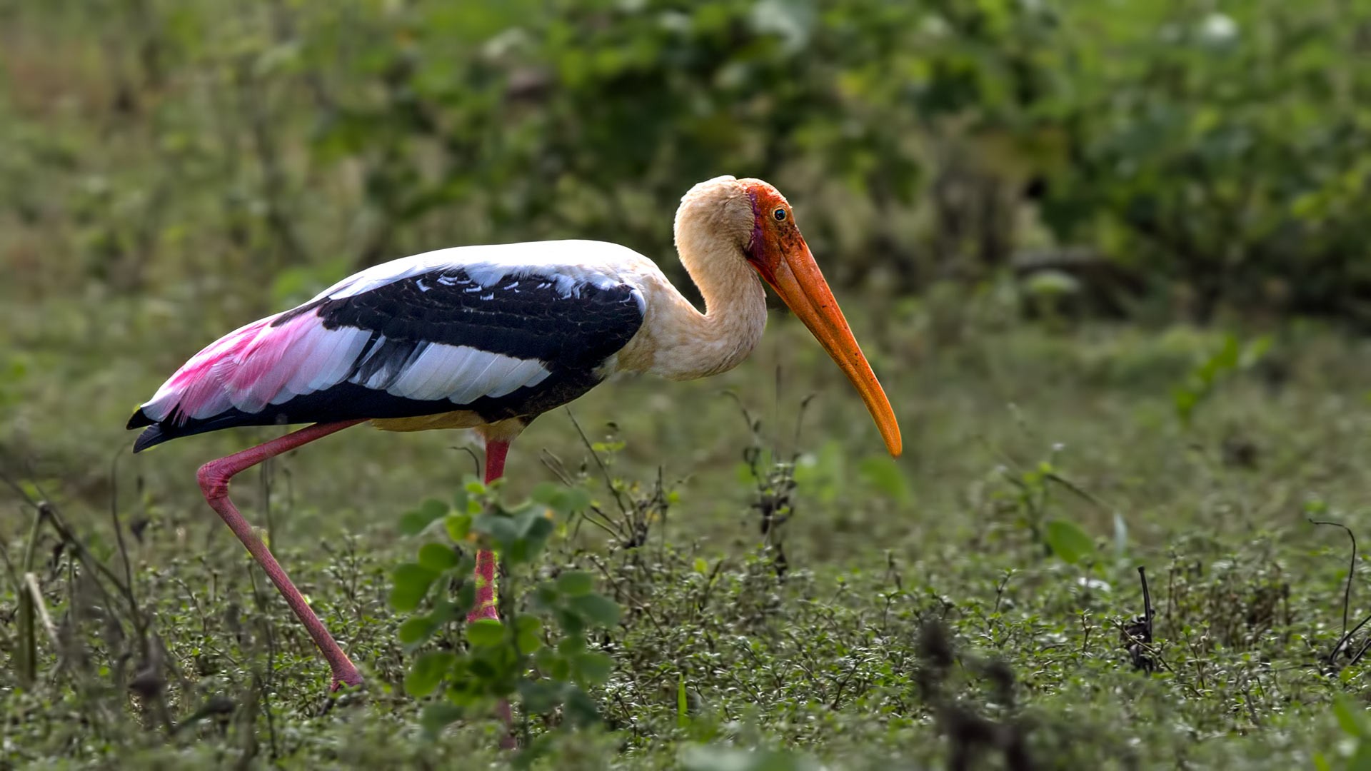 Painted Stork