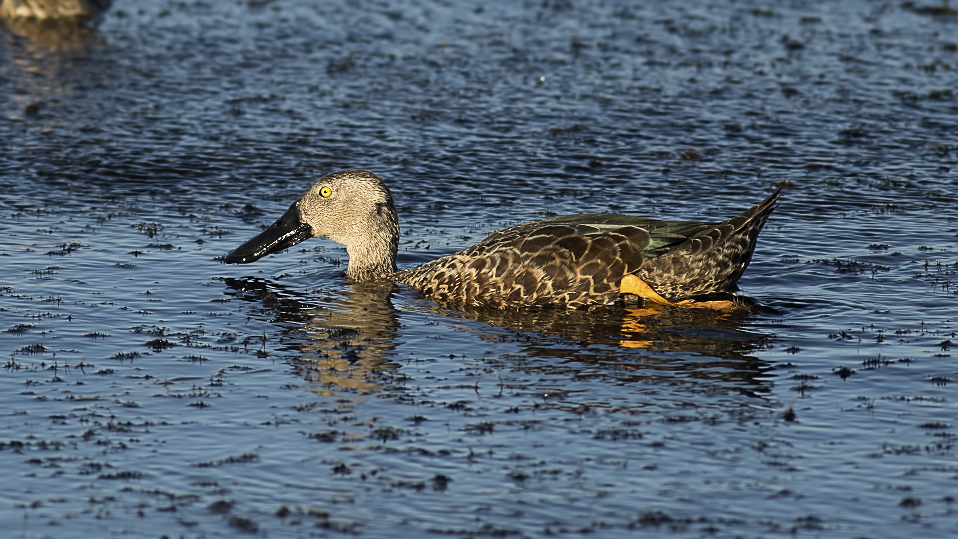 Cape Shoveler