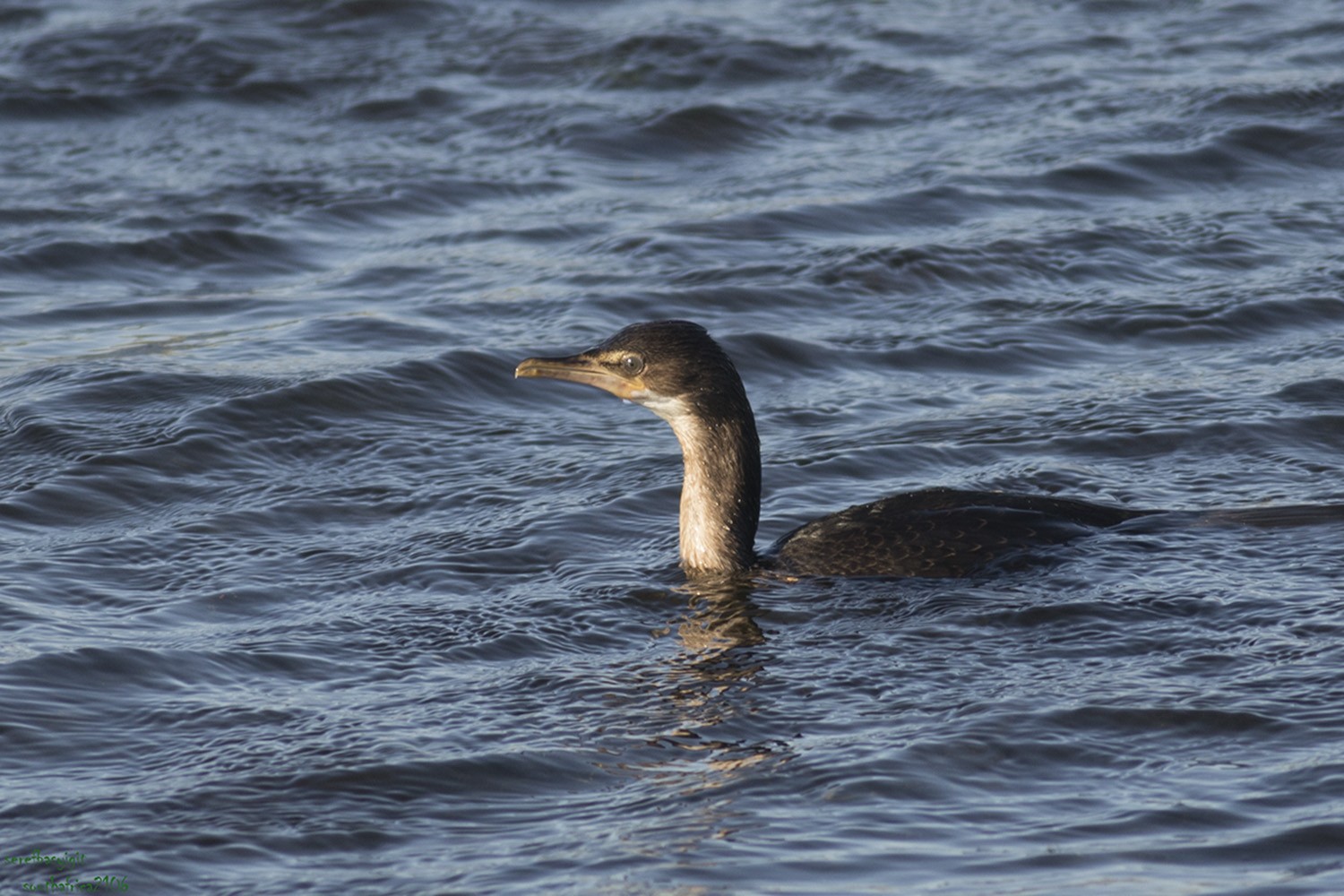 Cape Cormorant