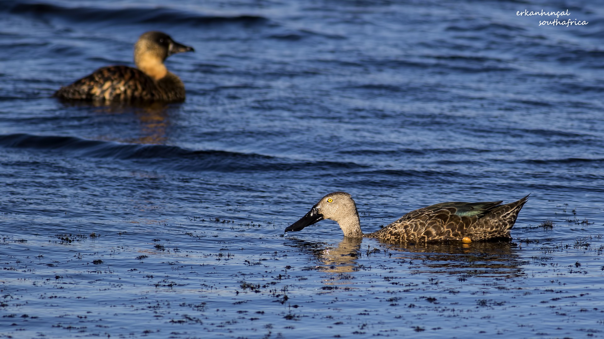 Cape Shoveler