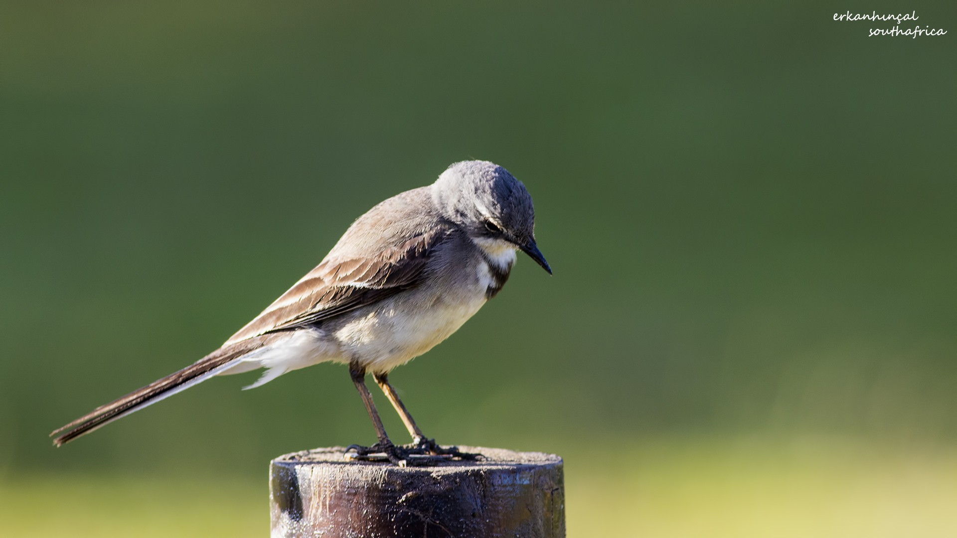 Cape Wagtail