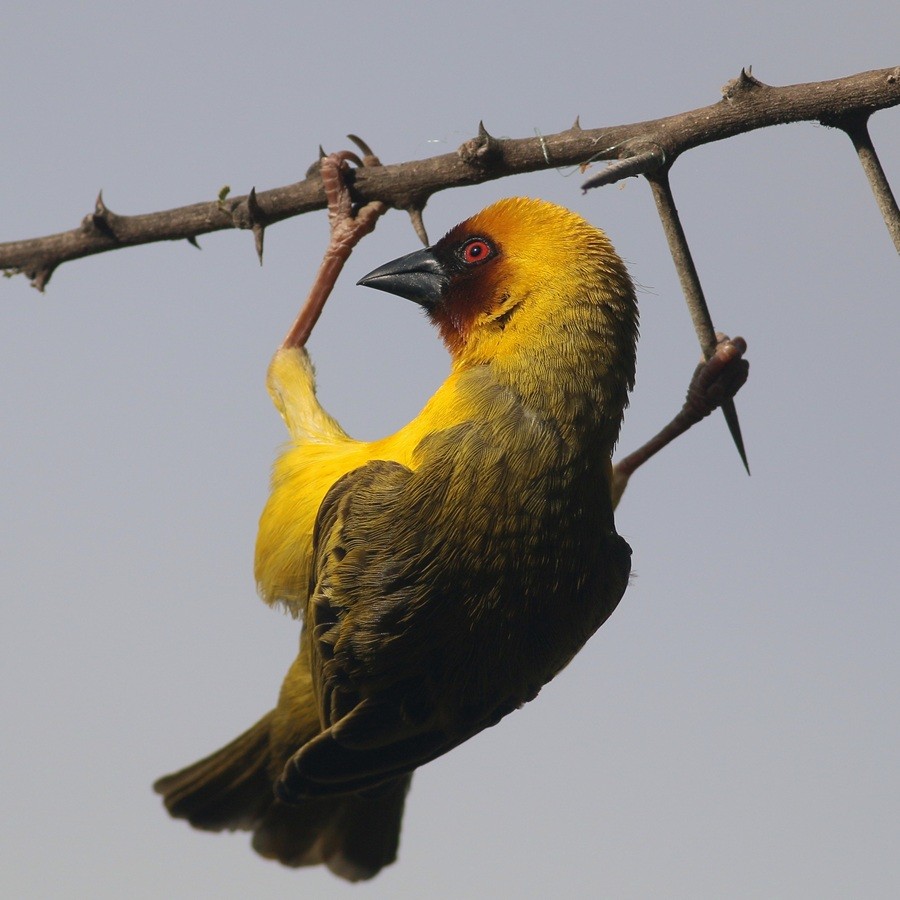 Village Weaver