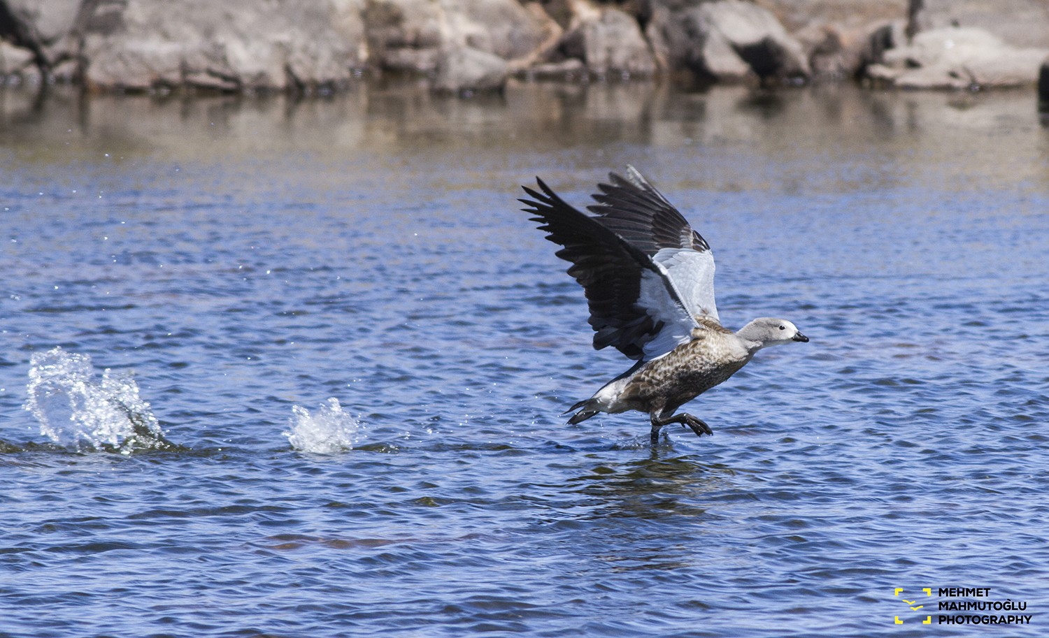 Blue-winged Goose