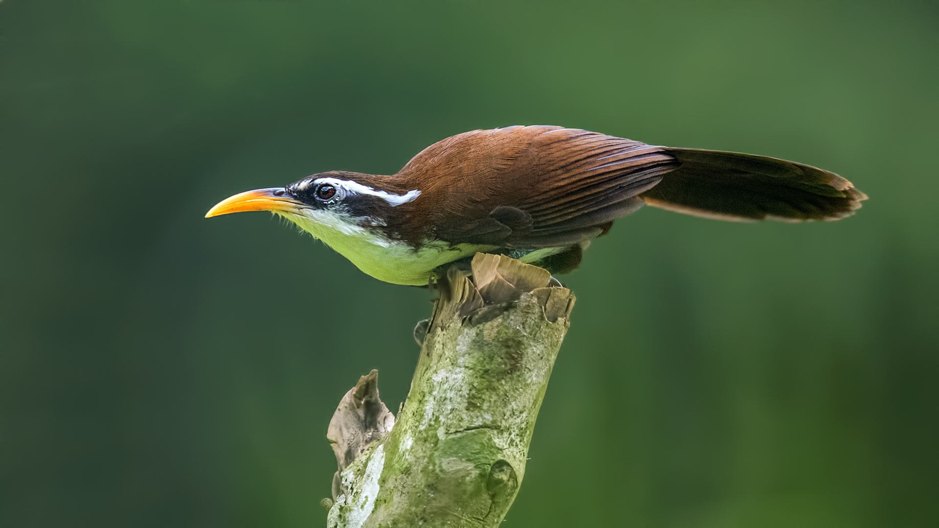 Sri Lankan Scimitar-babbler
