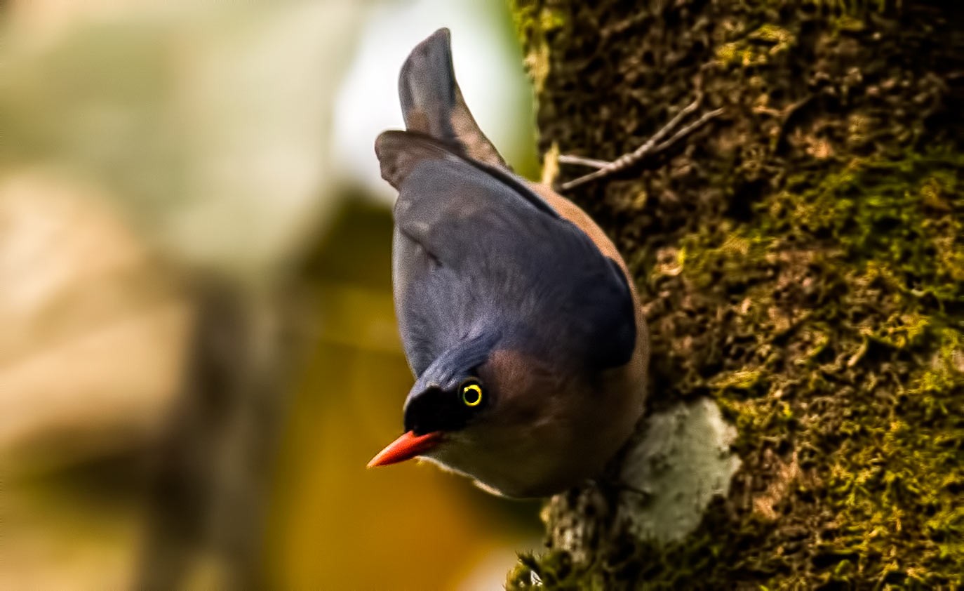Velvet-fronted Nuthatch