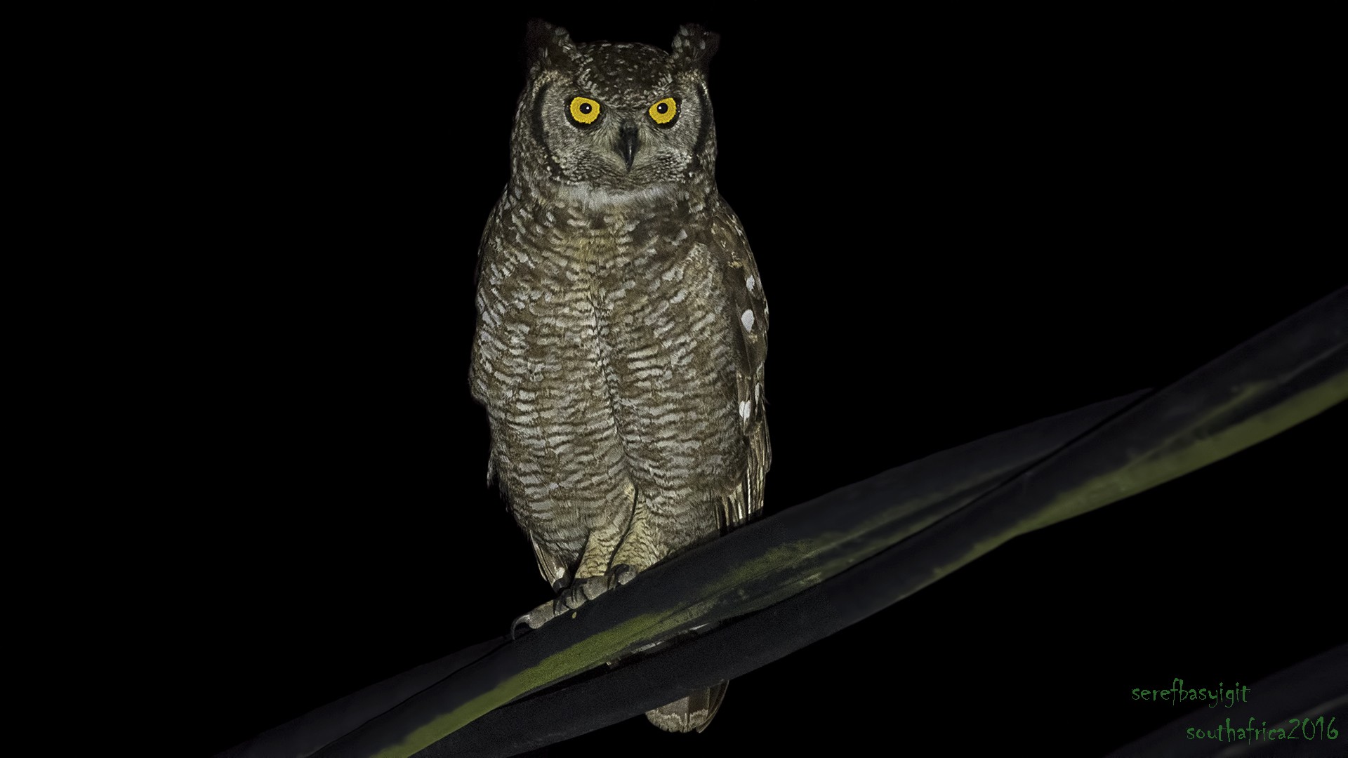 Spotted Eagle-owl