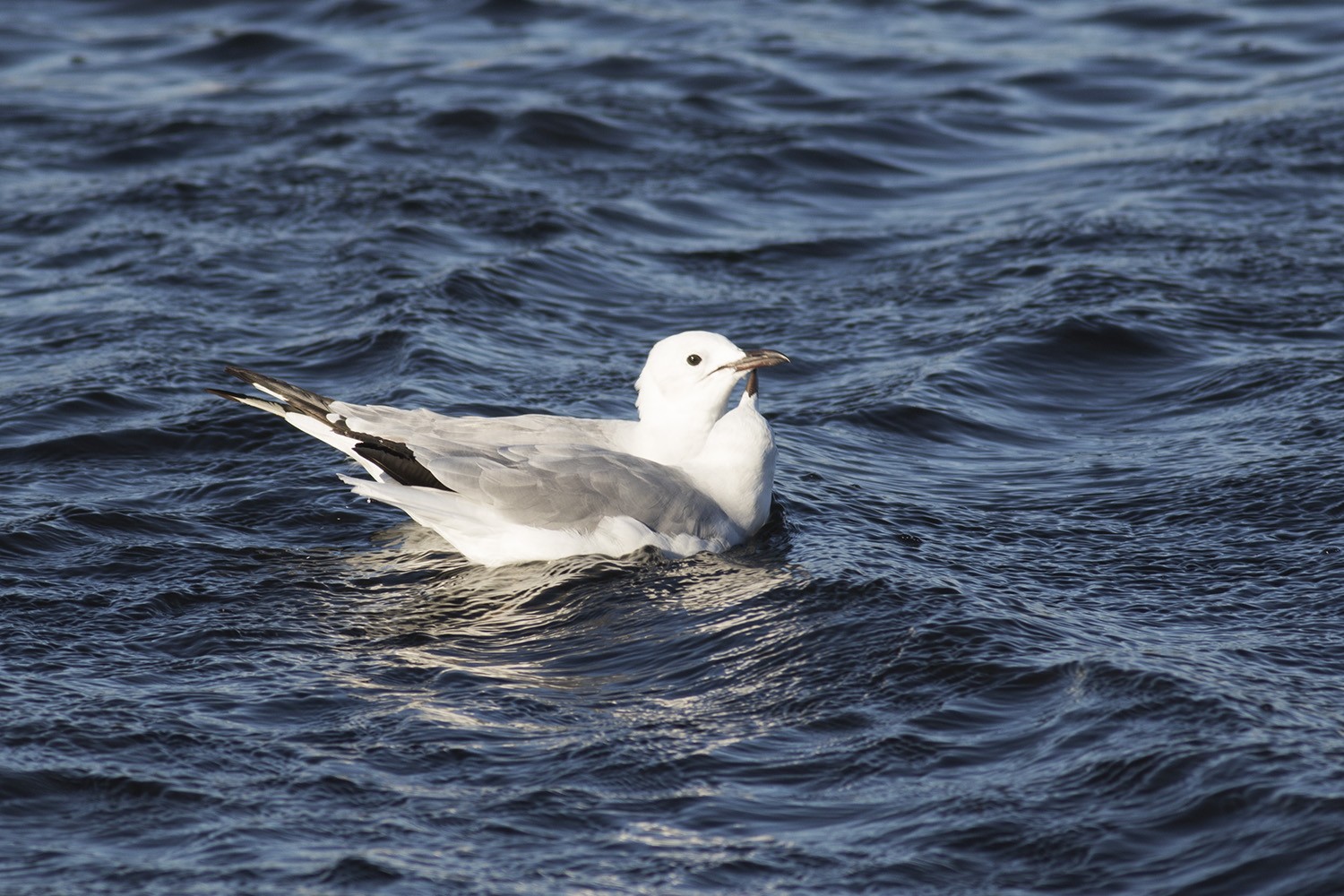 Hartlaub's Gull