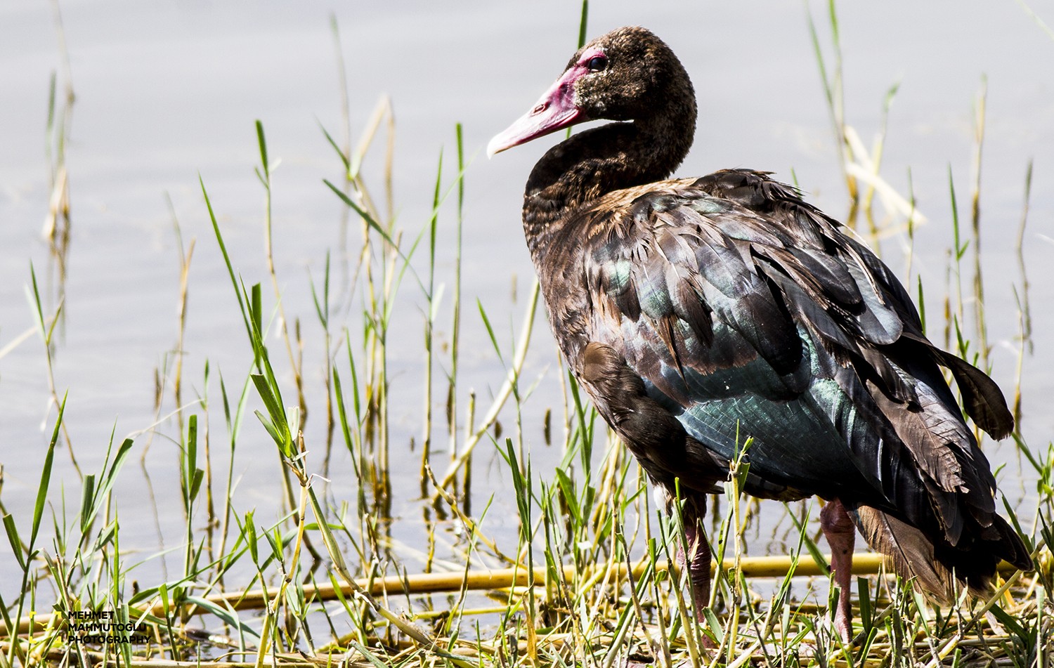 Spur-winged Goose