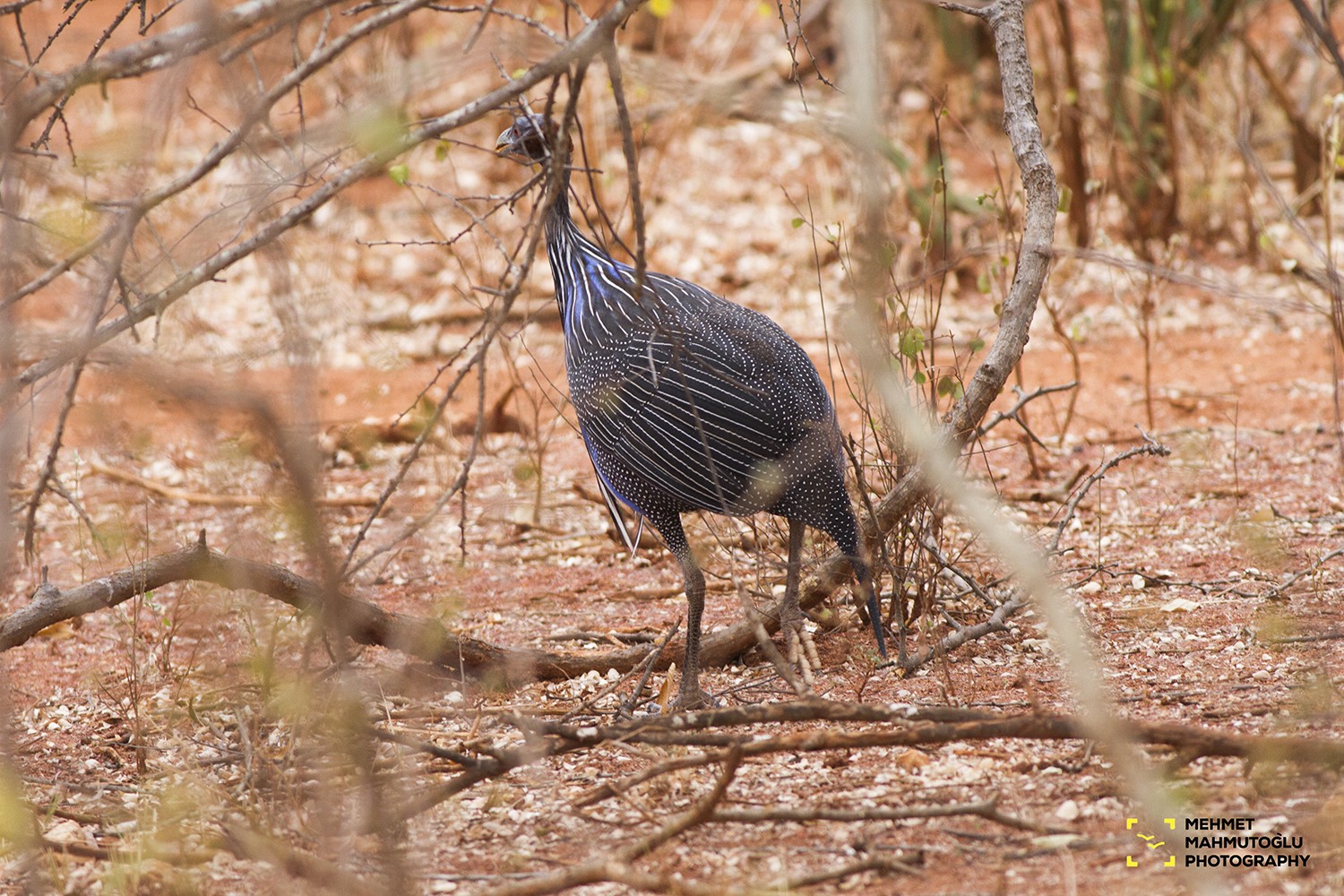 Vulturine Guineafowl
