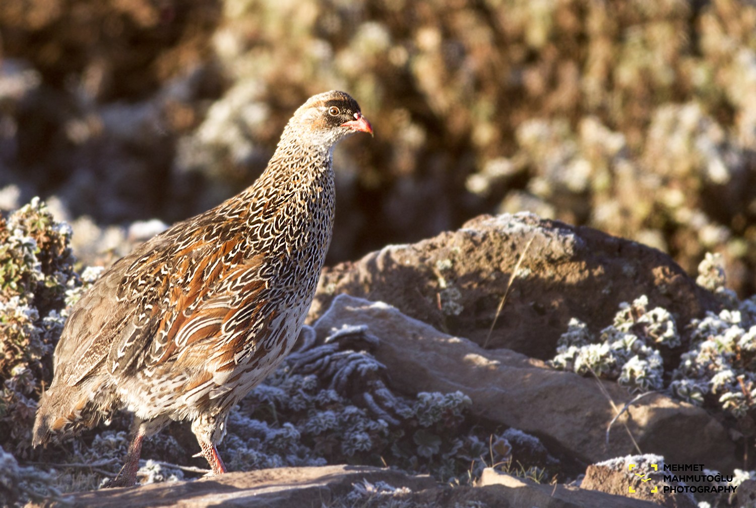 Chestnut-naped Francolin
