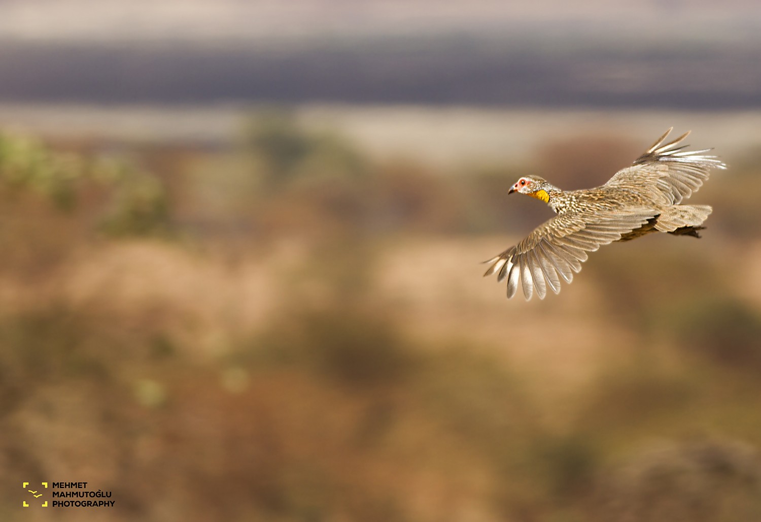 Yellow-necked Francolin