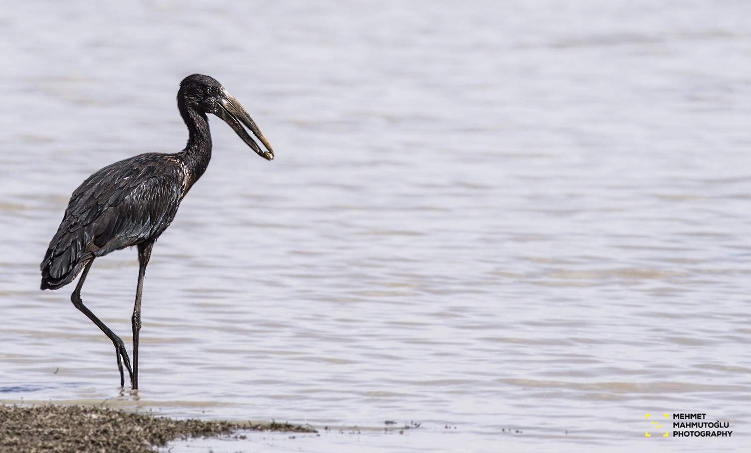 African Openbill