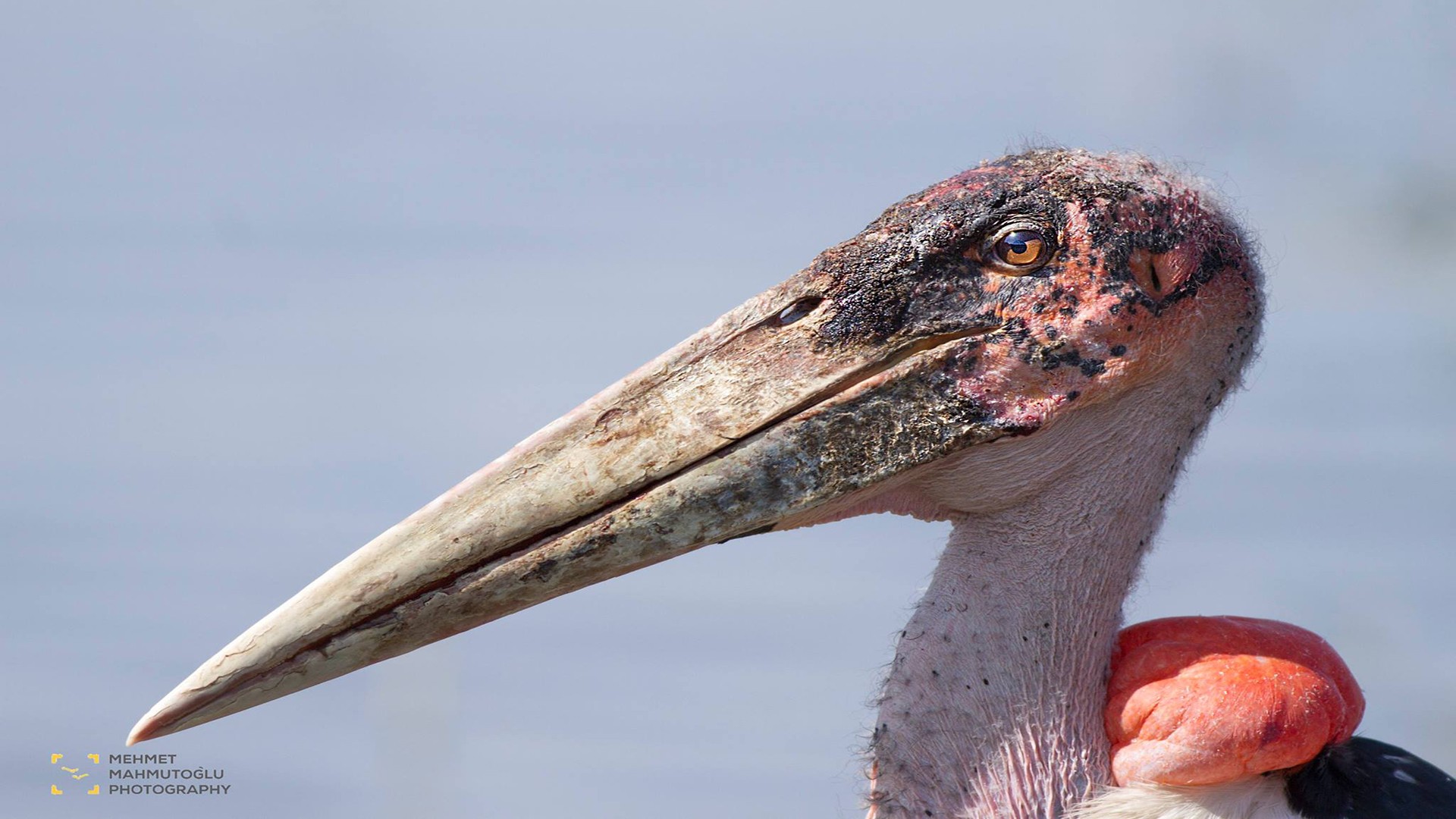 Marabou