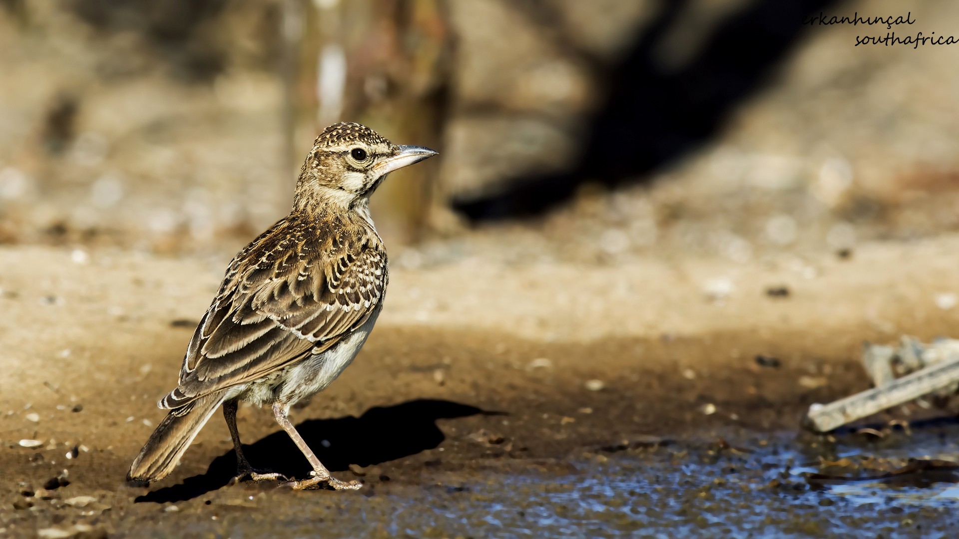Sabota Lark