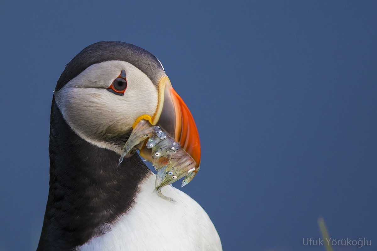 Atlantic Puffin — Ana fotoğraf