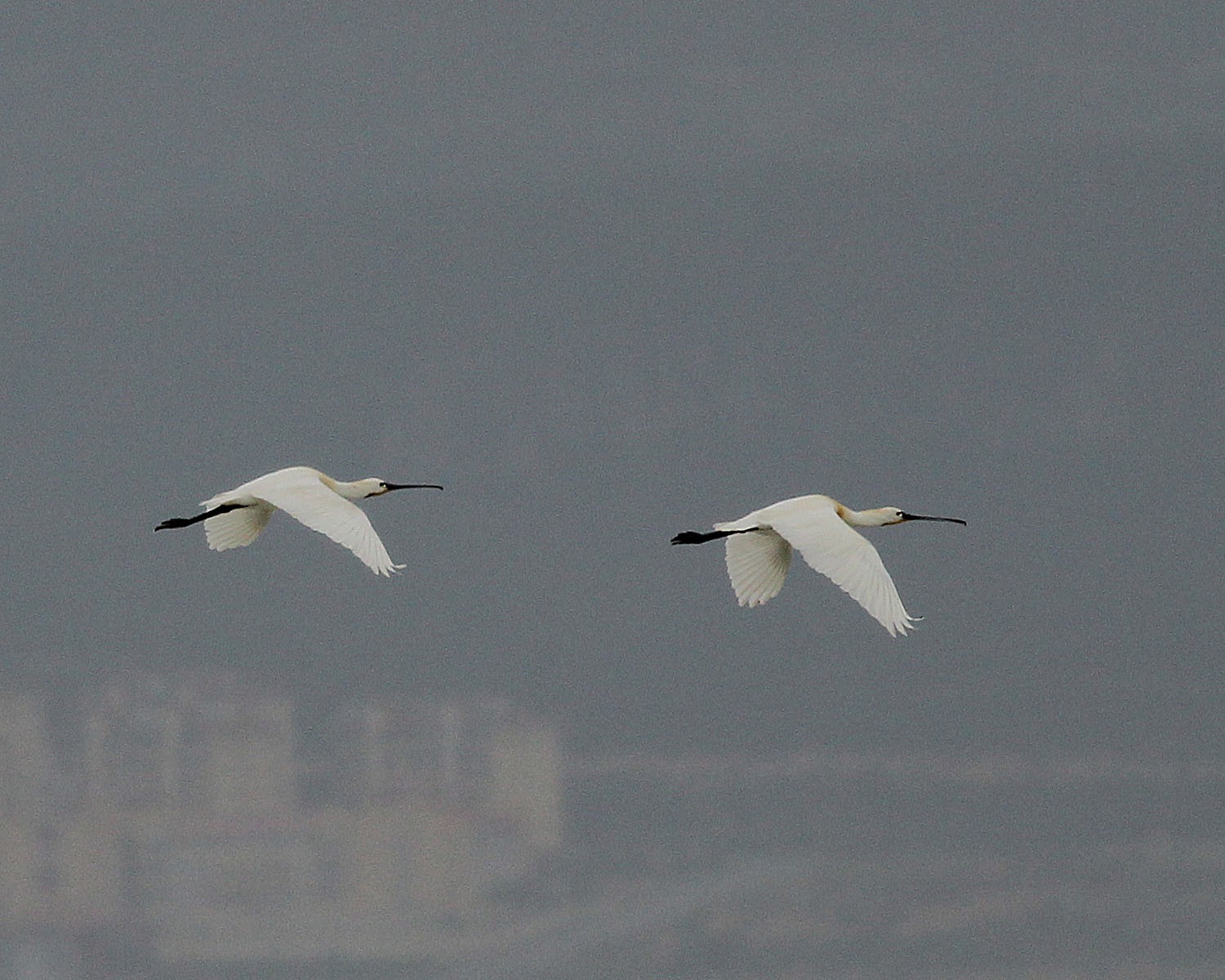 Kaşıkçı
