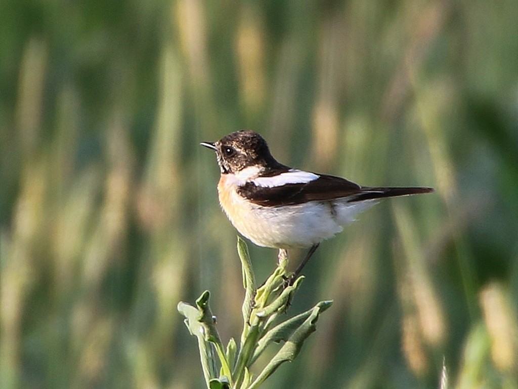 Sibirya Taşkuşu